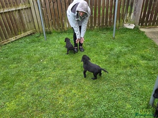 Labrador Retriever dogs Black labrador puppies - Advert 8