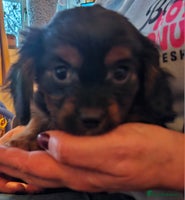 Cavalier King Charles Spaniel dogs - Advert 4