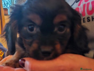 Cavalier King Charles Spaniel dogs - Advert 5