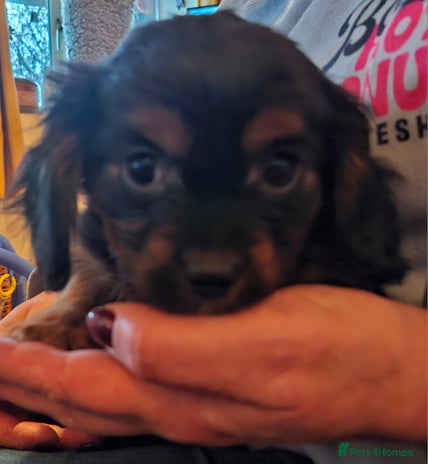 Cavalier King Charles Spaniel dogs - Advert 5