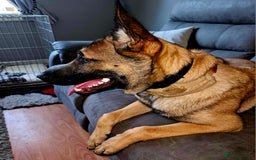 Belgian Shepherd Dog dogs for sale: Belgian mallinos pup - Image 10