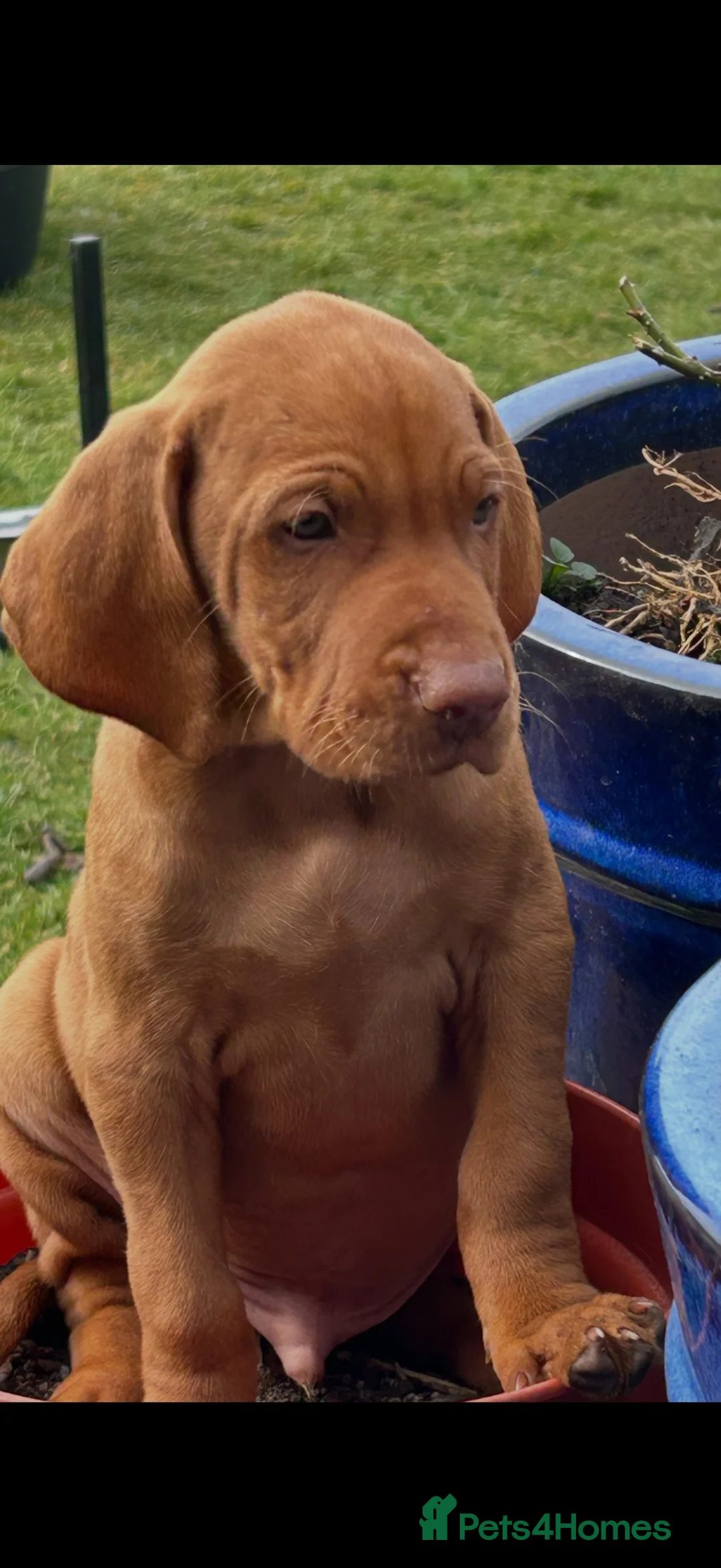 Hungarian Vizsla dogs for sale: Ready this weekend Beautiful litter.  - Advert 40