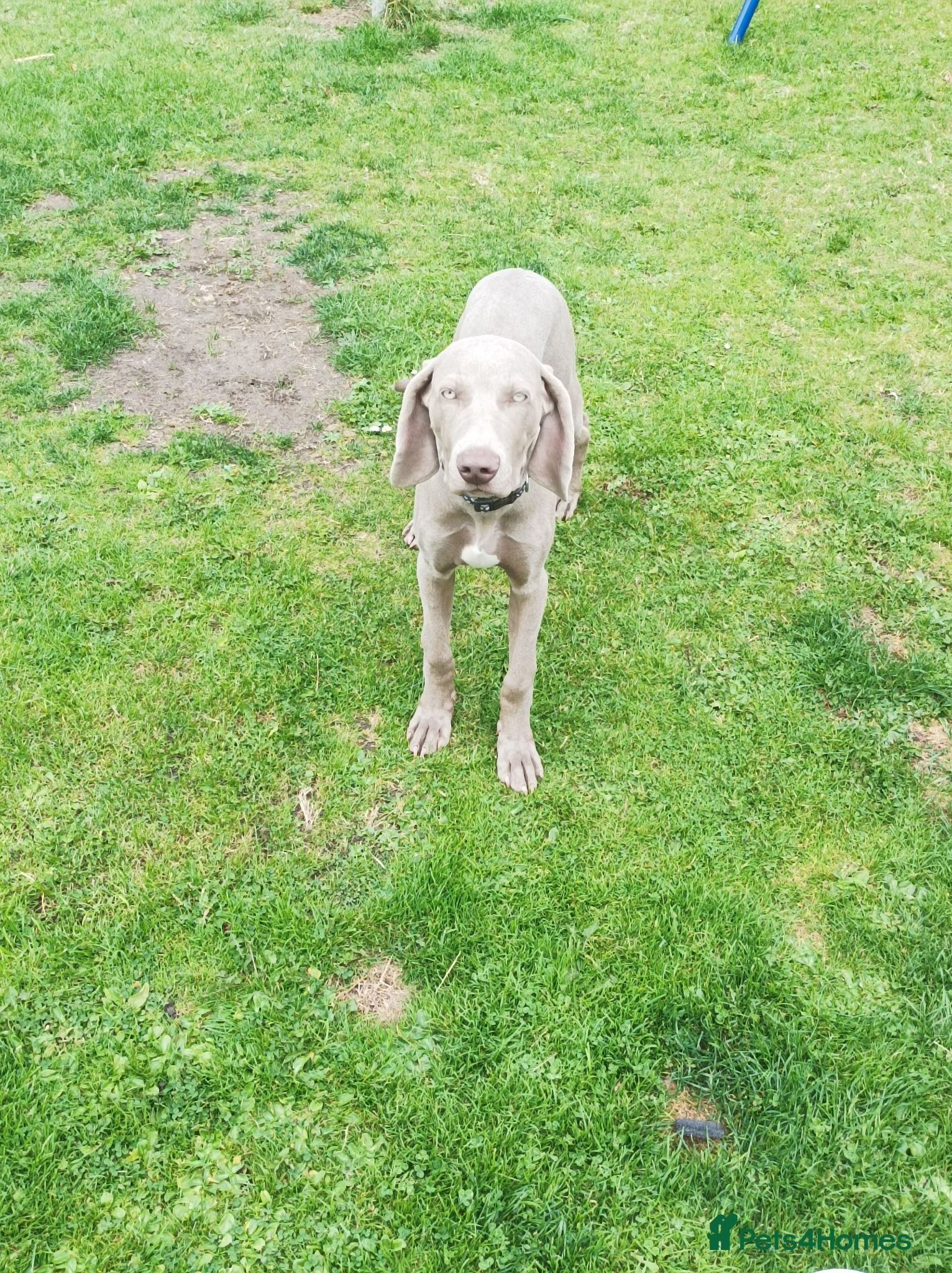 Weimaraner dogs Weimaraner Pup for sale 4 months - Advert 16