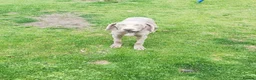 Weimaraner dogs for sale: Weimaraner Pup for sale 4 months in Rosewell - Advert 1