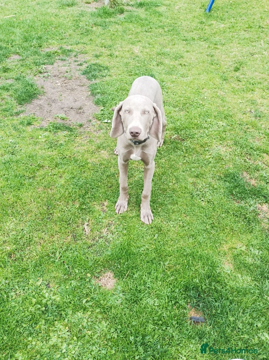 Weimaraner dogs for sale: Weimaraner Pup for sale 4 months in Rosewell - Advert 1