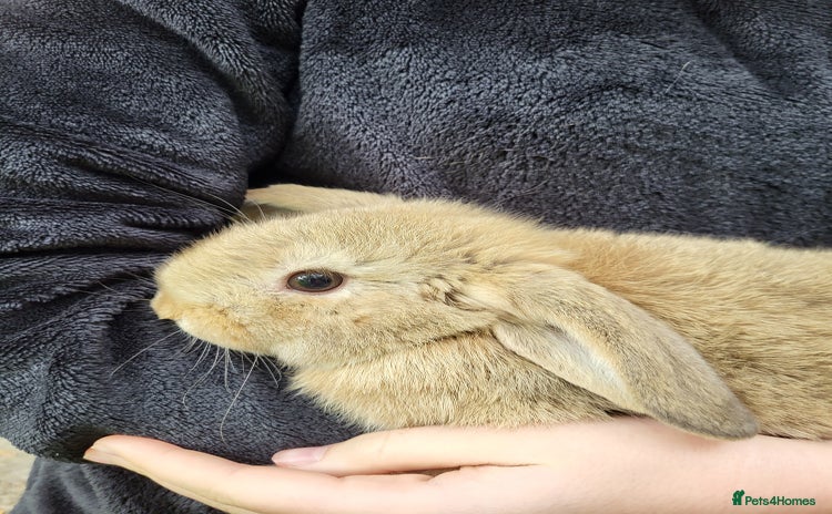 Mini Lop rabbits for sale - Advert 1