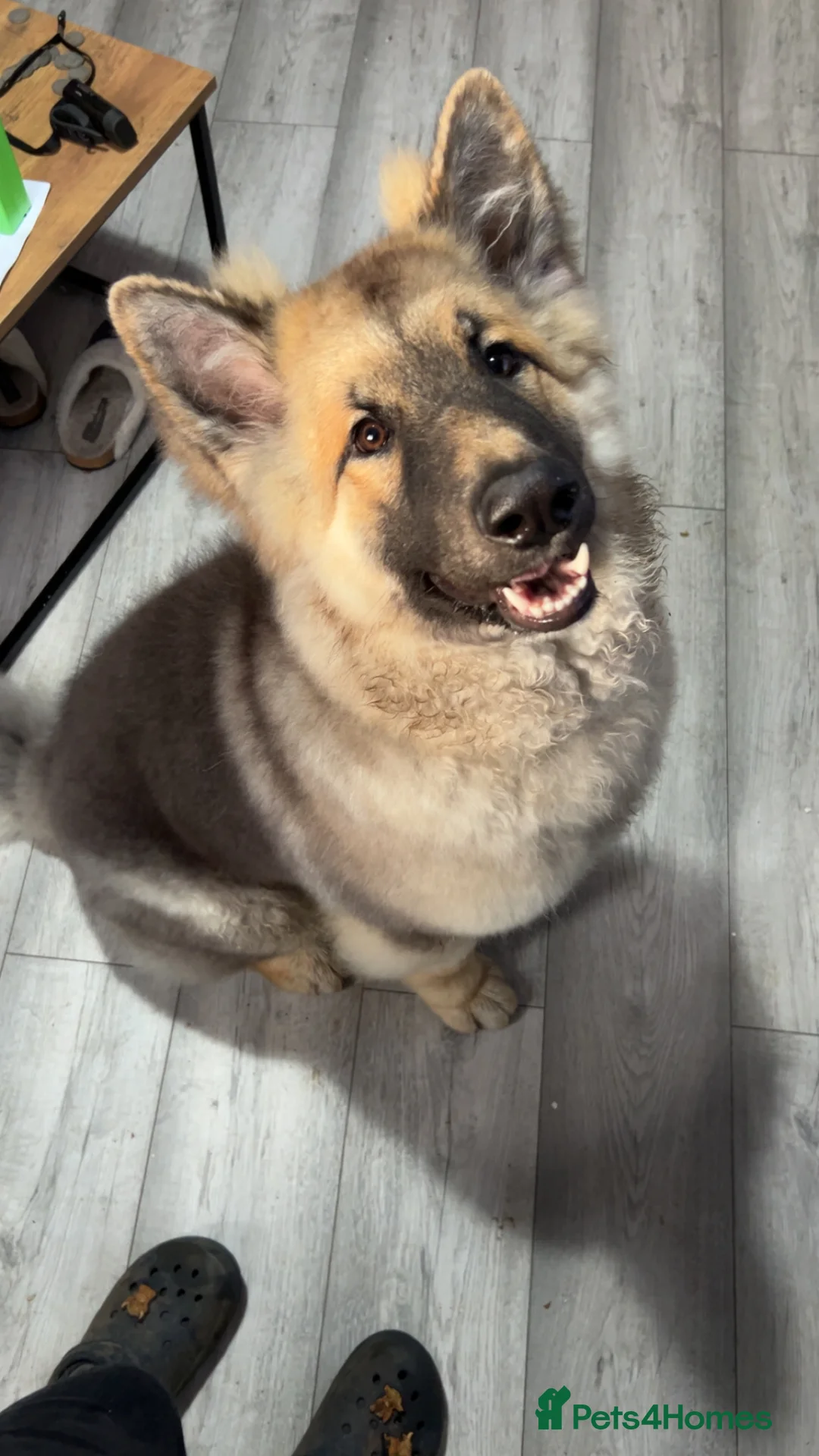 German Shepherd dogs for stud: Proven stud available  - Advert 5