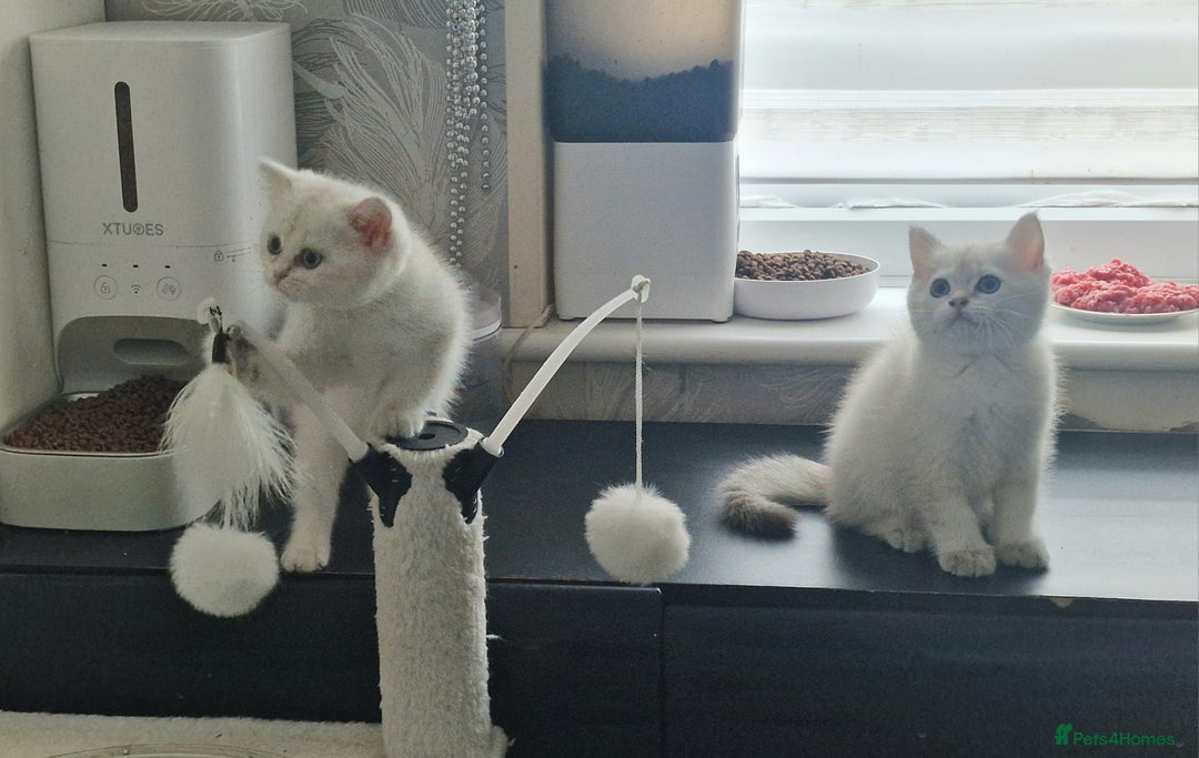 British Shorthair cats for sale: British shorthair kittens  - Image 5