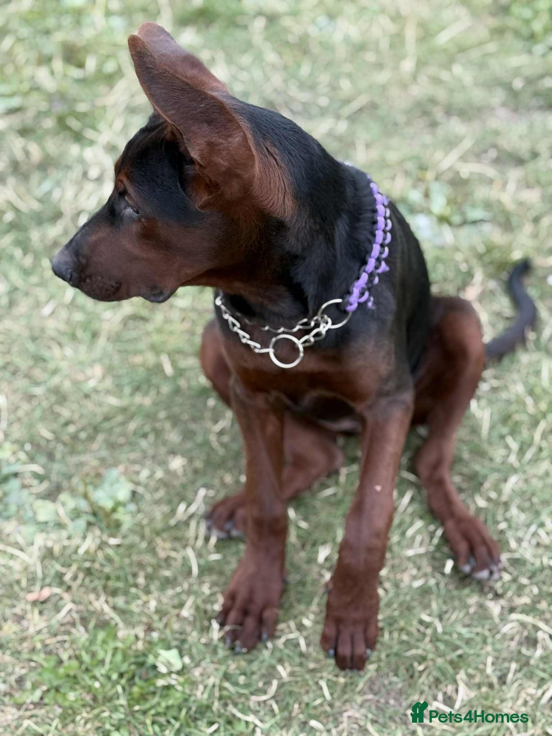 Mixed Breed dogs for sale: Laizhou Hong (Chinese red dog) puppies  in Rotherham - Image 20