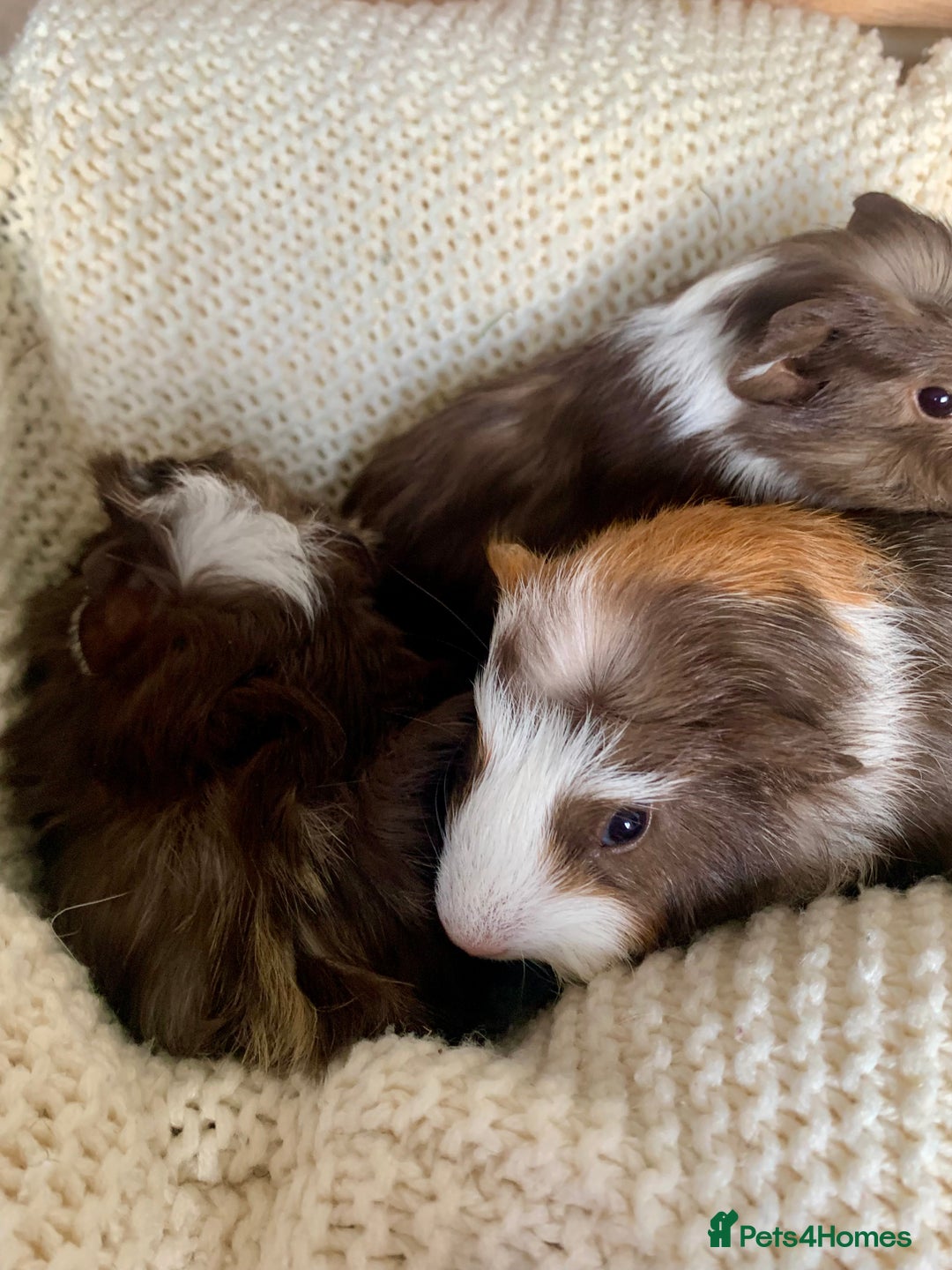 Guinea Pig rodents for sale:  VERY tame, healthy, GORGEOUS baby boy Guinea pigs - Advert 26
