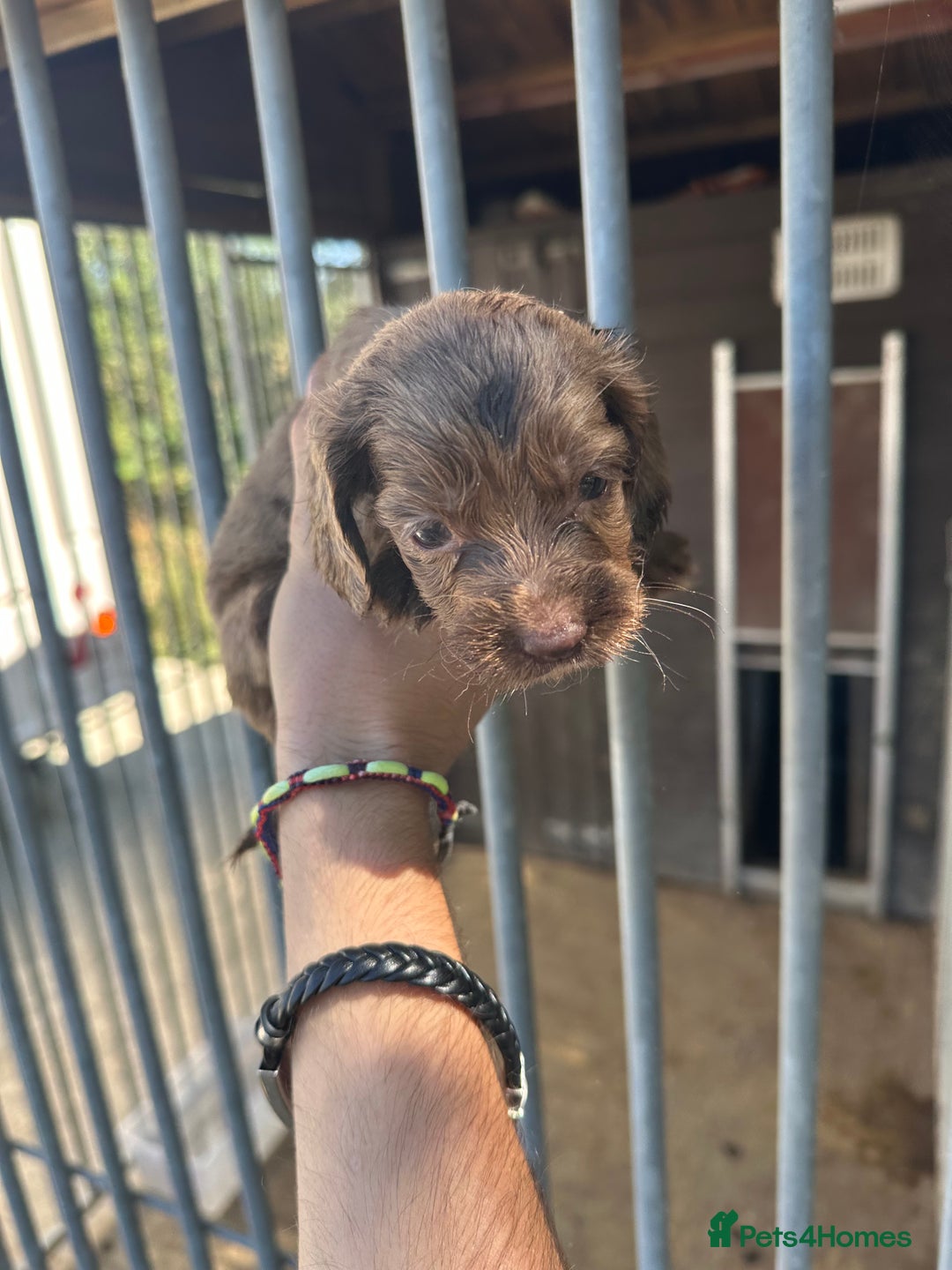 Cocker Spaniel dogs for sale: Rare cocker spaniels - Image 7