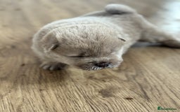 Chow Chow dogs for sale: chow chow puppies with champion stacked bloodline - Image 2