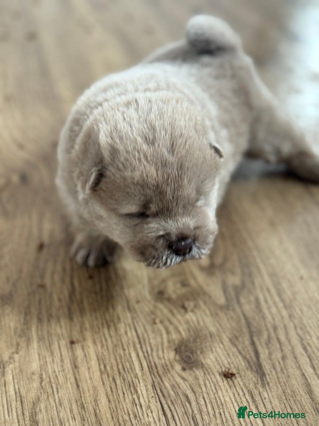 Chow Chow dogs for sale: chow chow puppies with champion stacked bloodline - Image 2