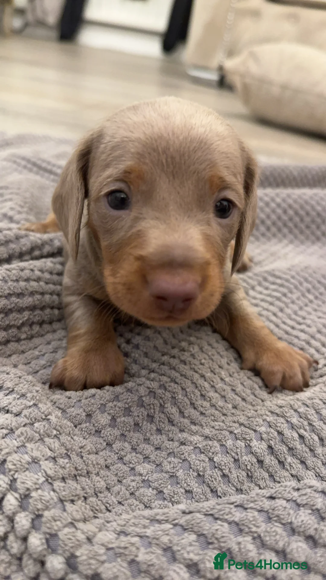 Dachshund dogs for sale: Miniature dachshunds  - Advert 6