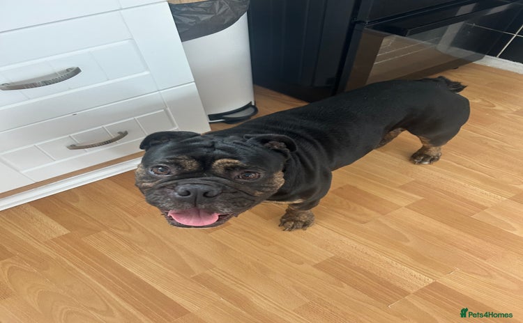 Old Tyme Bulldog dogs - Advert 1