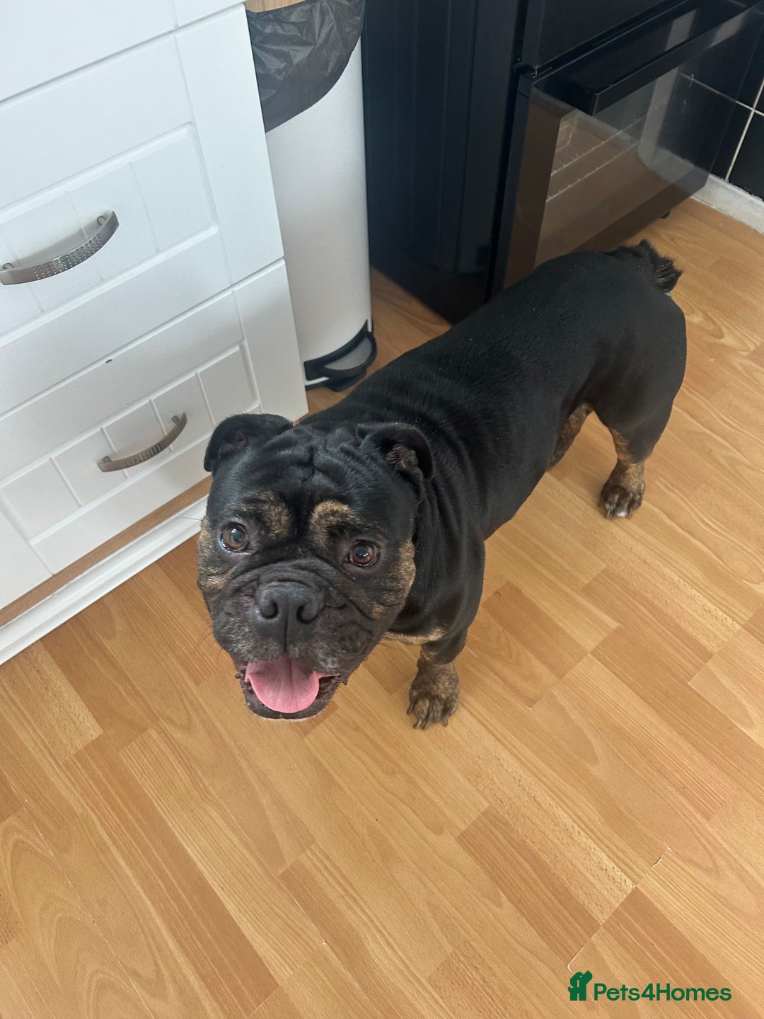 Old Tyme Bulldog dogs for stud: Beautiful TRINDLE OLD TYME BULLDOG💙👀 - Image 1