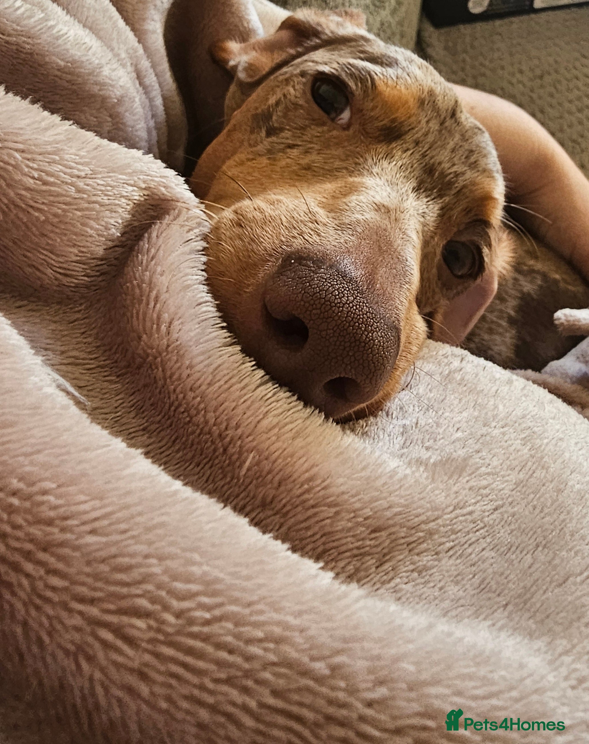 Dachshund dogs 7 month old dachshund dapple - Advert 5