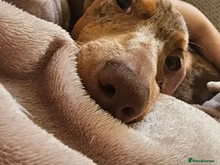 Dachshund dogs 7 month old dachshund dapple - Advert 5