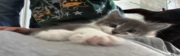 Mixed Breed cats for sale: Sweet boy ready to find his home - Advert 6