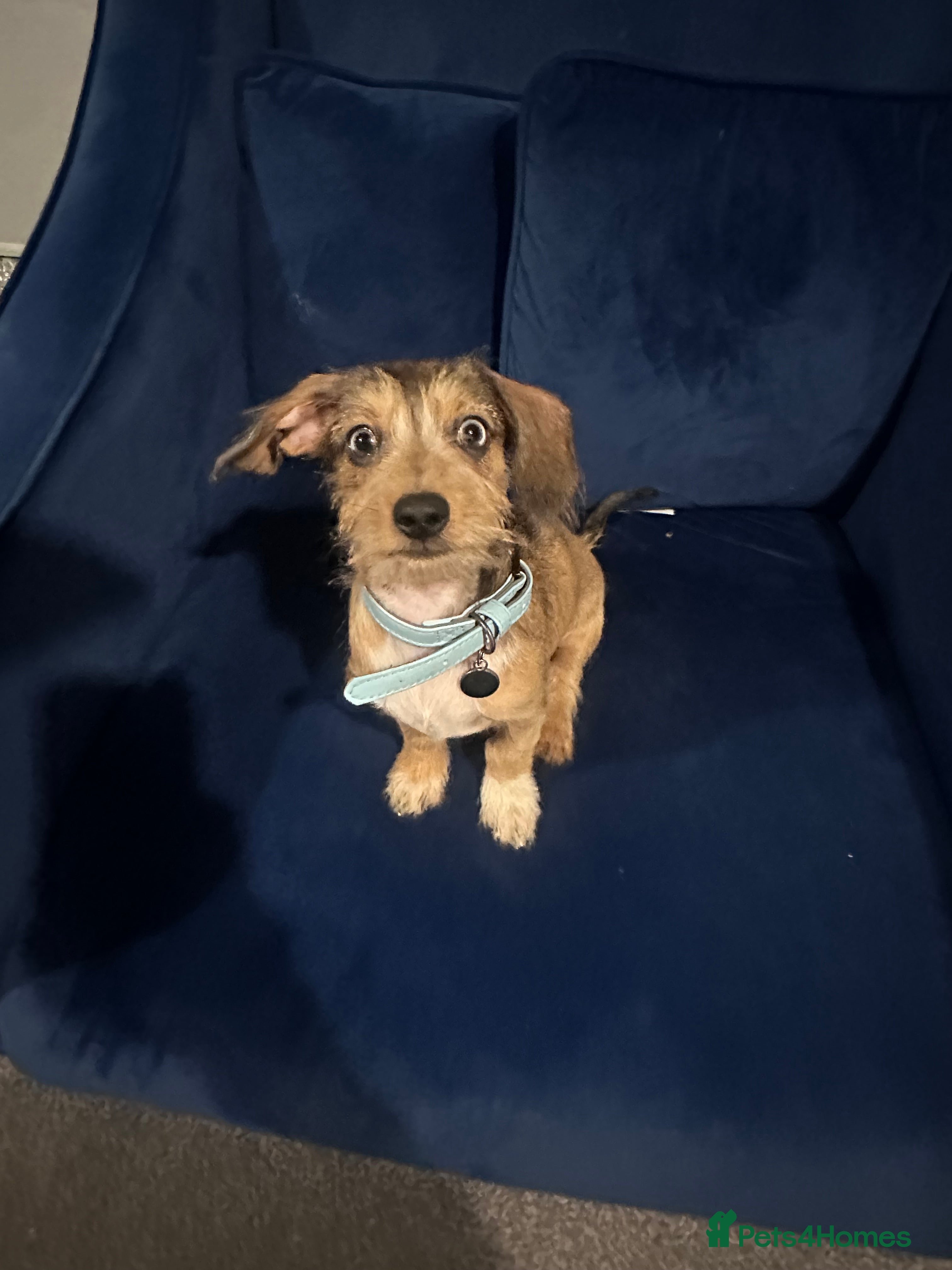 Miniature Dachshund dogs Miniature daschund  in Tamworth - Advert 1