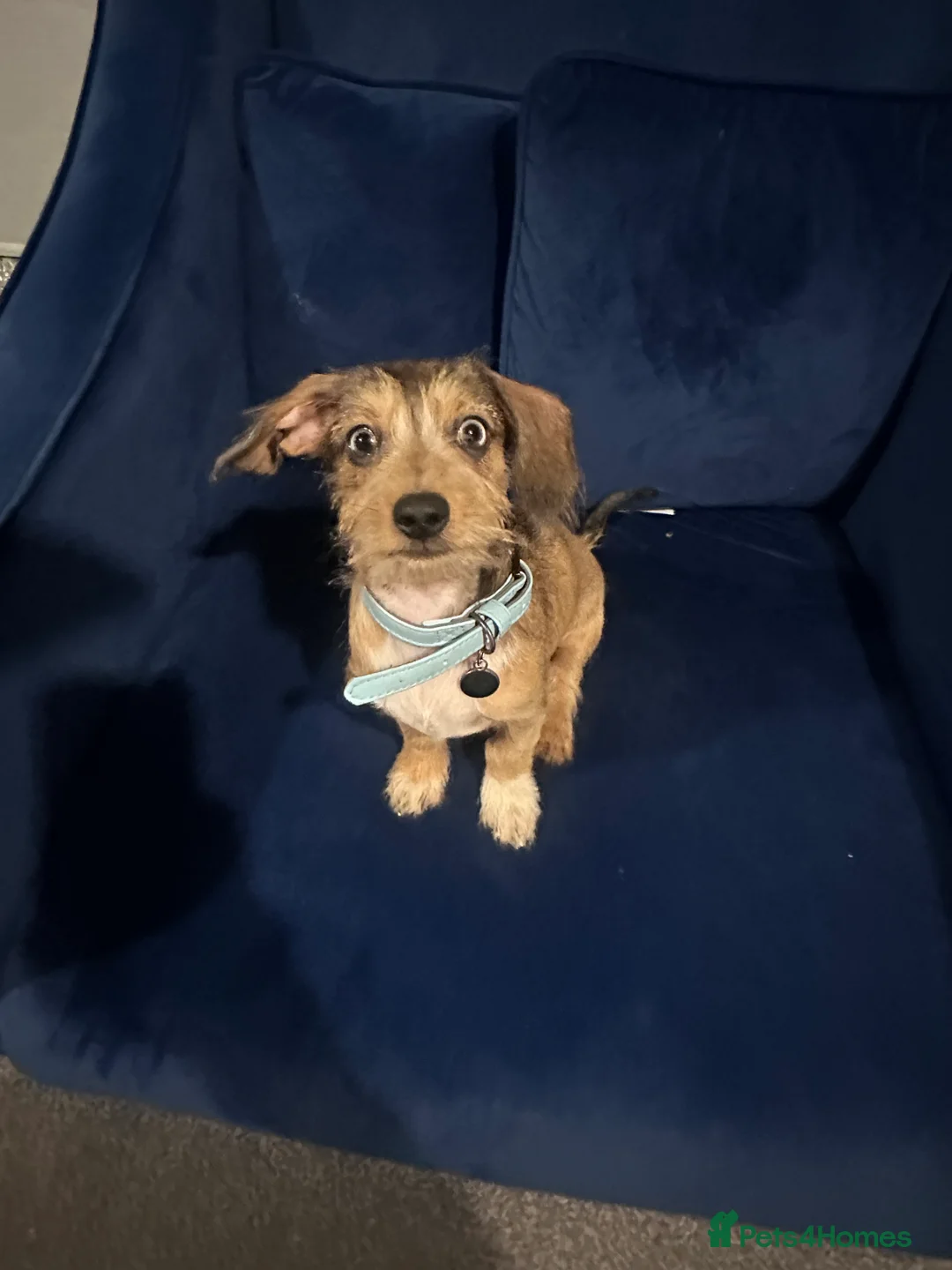 Miniature Dachshund dogs for sale: Miniature daschund  in Tamworth - Advert 1