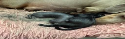 Dachshund dogs for sale: Dachshund cross Chinese crested  - Advert 8