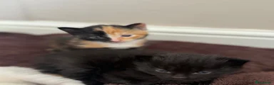 Domestic Shorthair 3