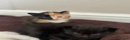 Domestic Shorthair cats for sale: Kittens for sale - Advert 7