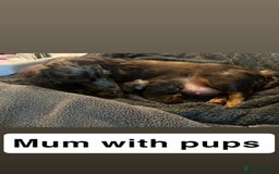 Miniature Dachshund dogs for sale: 2 Long Haired Miniature Dachshunds  - Image 5