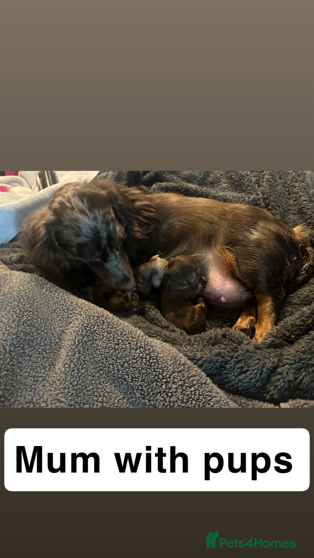 Miniature Dachshund dogs for sale: 2 Long Haired Miniature Dachshunds  - Image 5