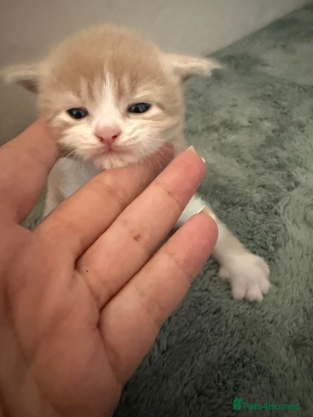 Mixed Breed cats for sale: 3 male kittens looking for new homes  - Image 2