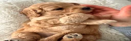 Mini Goldendoodle dogs for sale: Stunning F1 Miniature Goldendoodle puppies - Advert 16