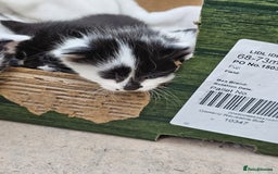 Domestic Shorthair cats for sale: mother cat and 4 kittens all together - Image 14