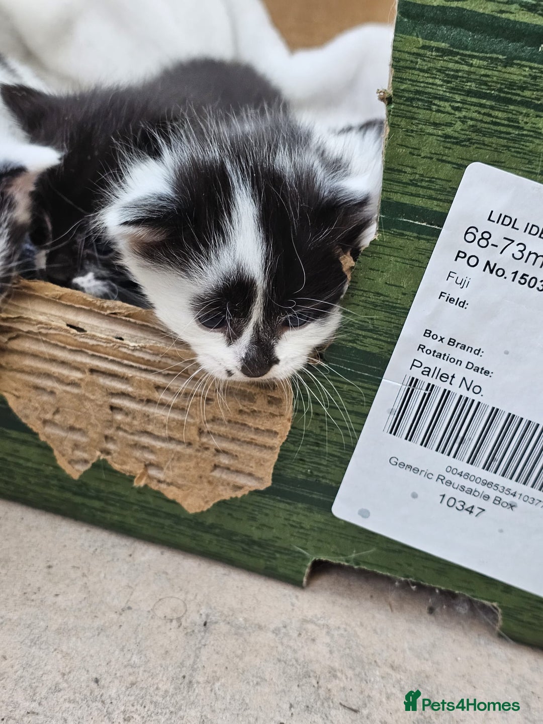 Domestic Shorthair cats for sale: mother cat and 4 kittens all together - Image 14