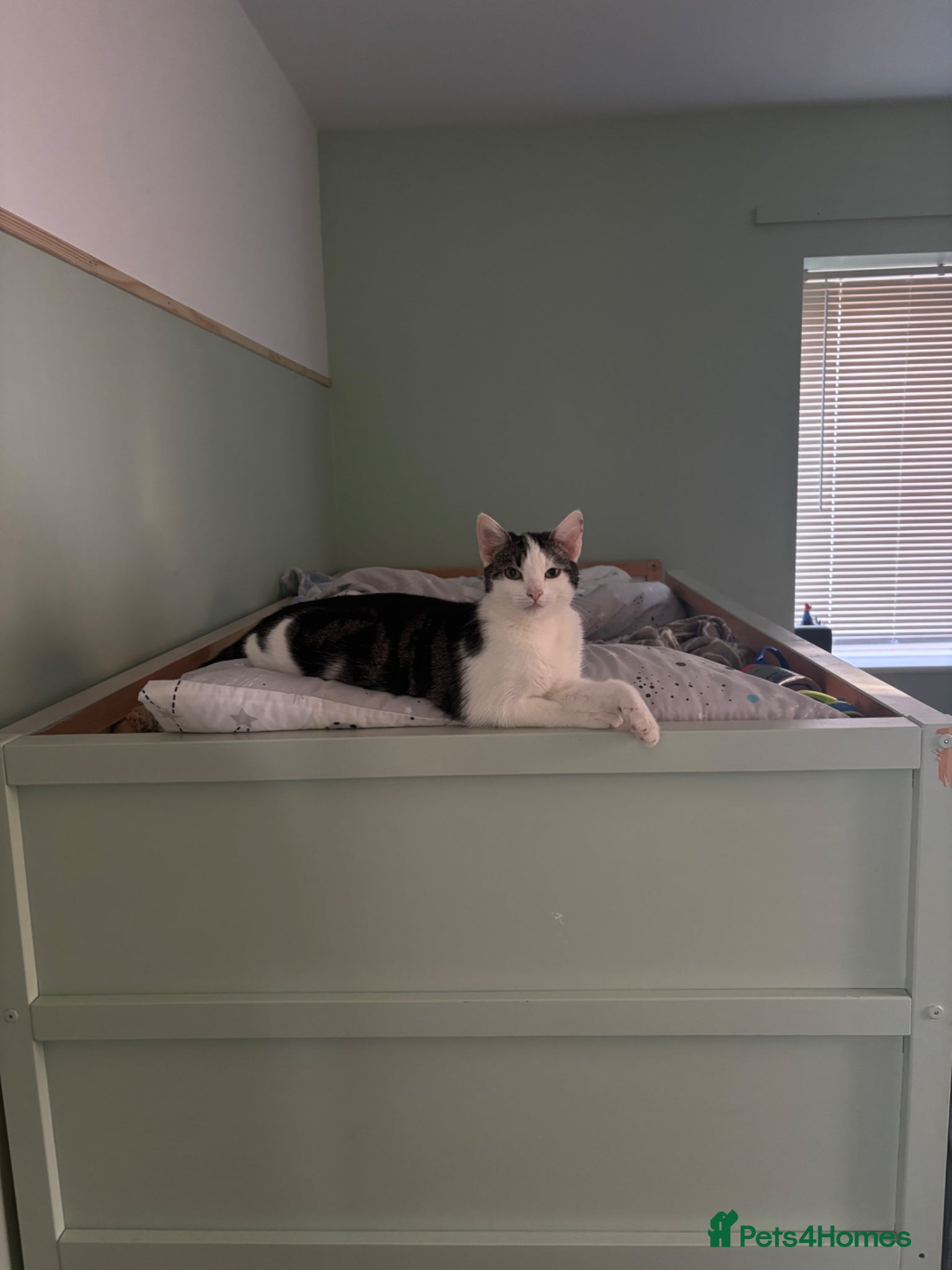 Domestic Shorthair cats 5 kittens looking for their new homes - Advert 1