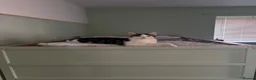 Domestic Shorthair cats for sale: 5 kittens looking for their new homes - Advert 1