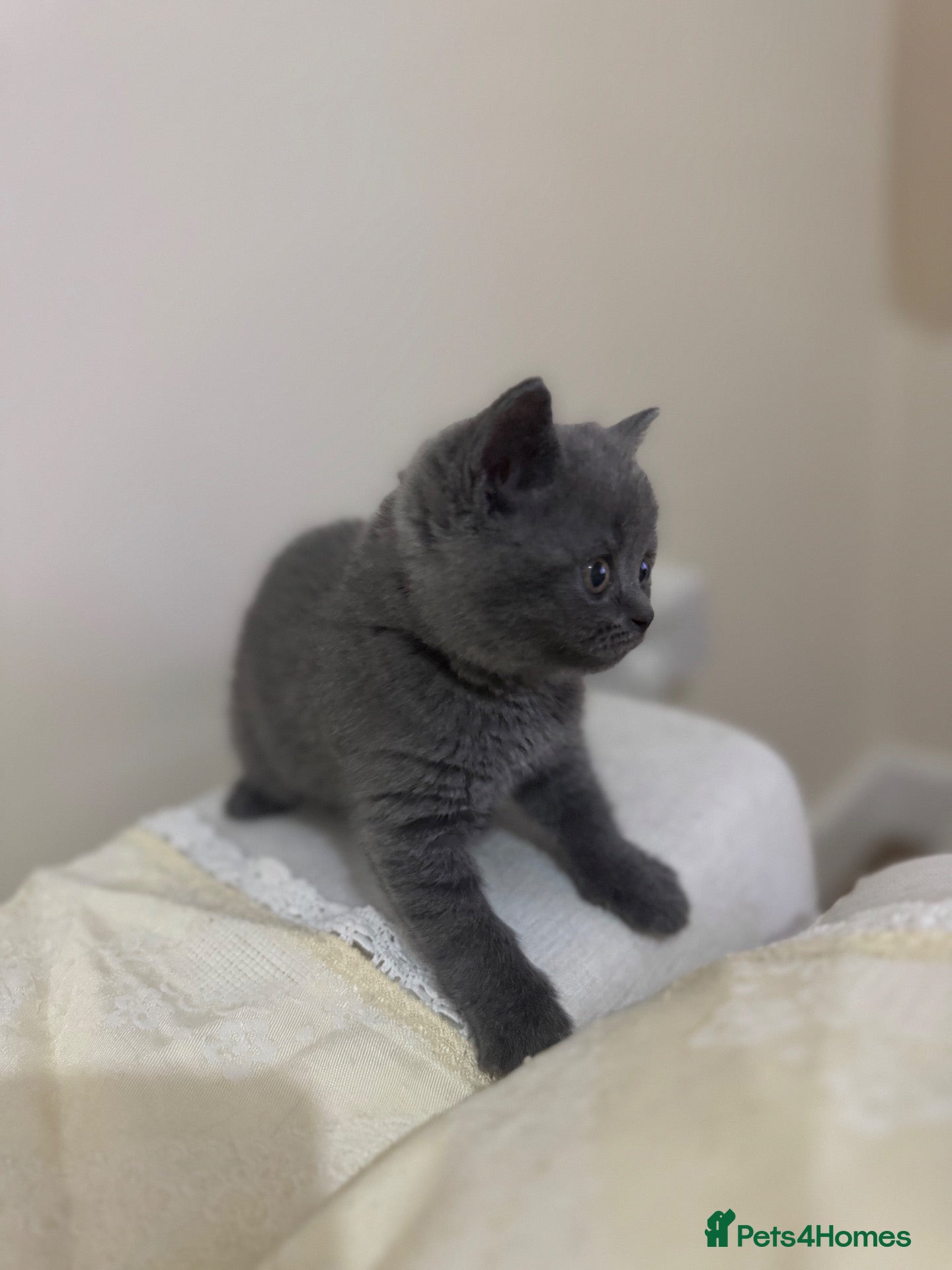 British Shorthair cats Beautiful Blue British Shorthair Kitten Gorgeous  - Advert 2