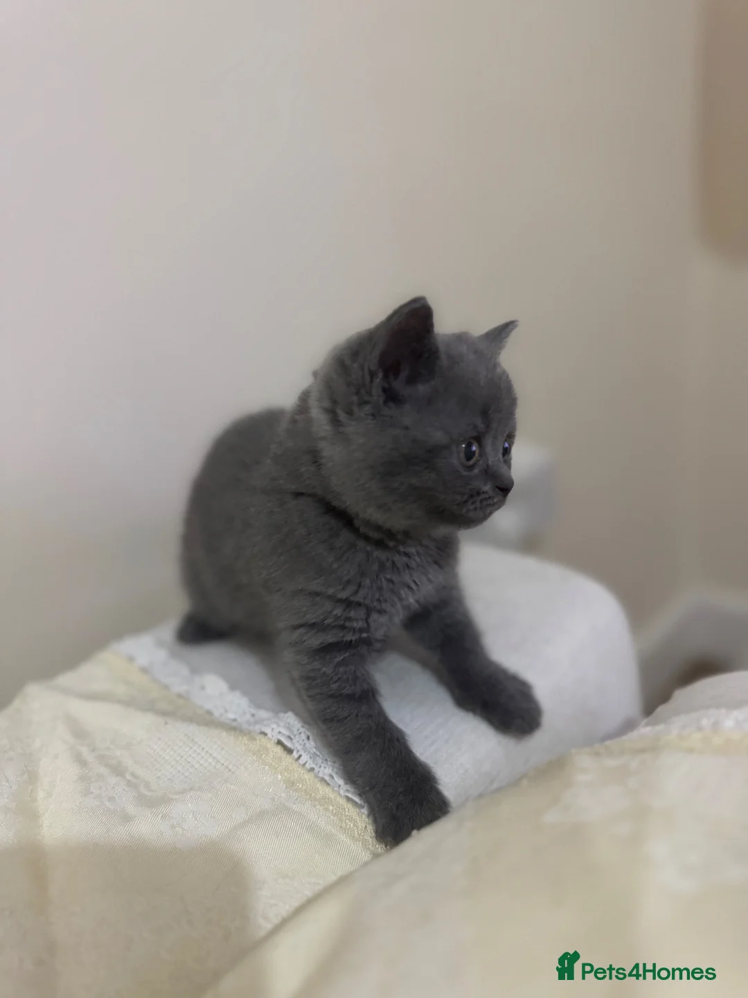 British Shorthair cats for sale: Beautiful Blue British Shorthair Kitten Gorgeous  - Advert 2