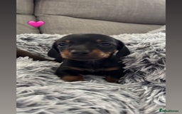 Miniature Dachshund dogs for sale: Miniature Dachshund puppies - Image 2