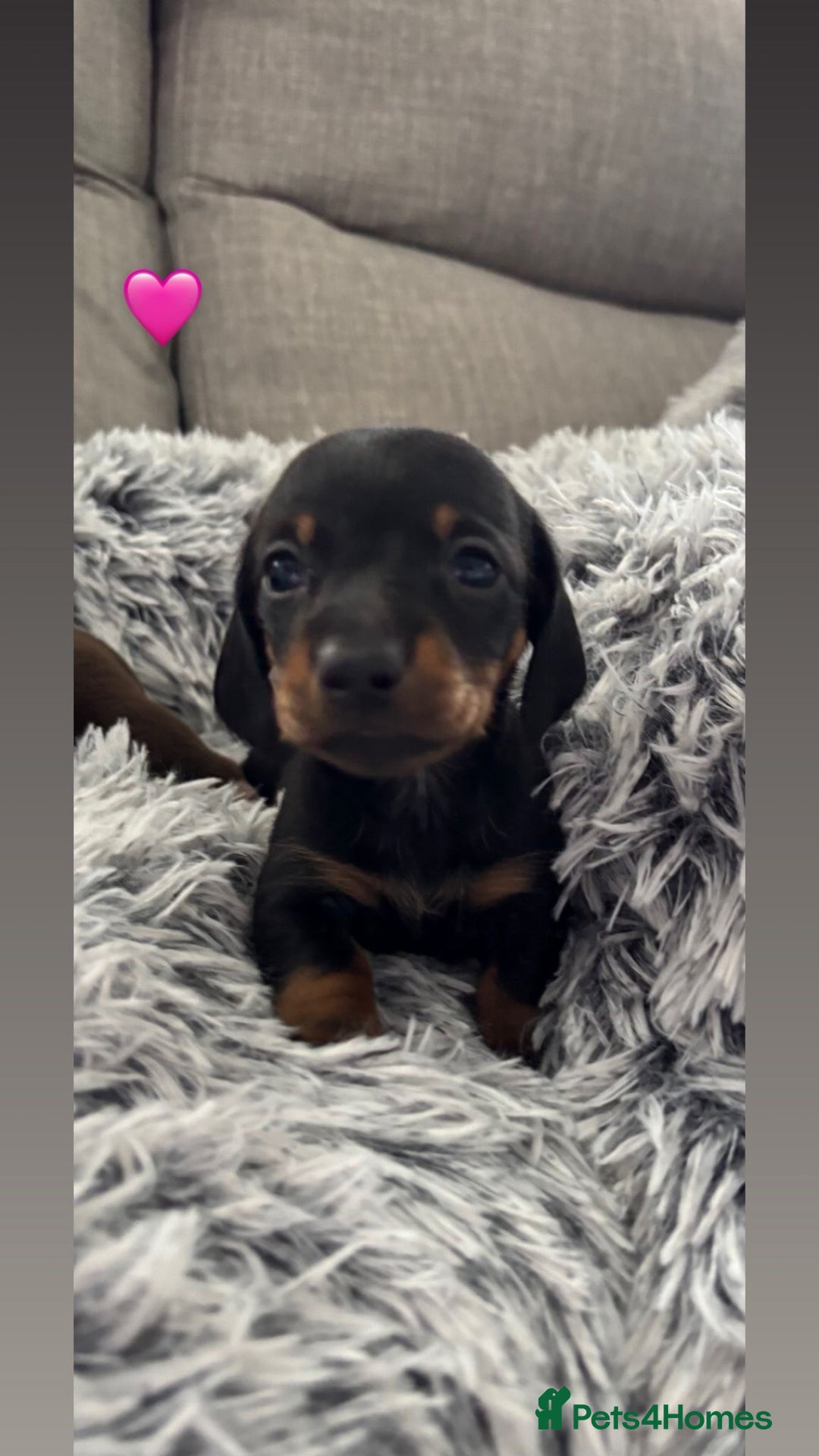 Miniature Dachshund dogs for sale: Miniature Dachshund puppies - Image 2
