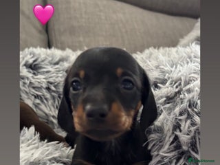 Miniature Dachshund dogs - Advert 6