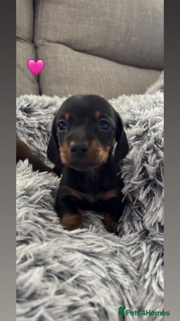 Miniature Dachshund dogs - Advert 3