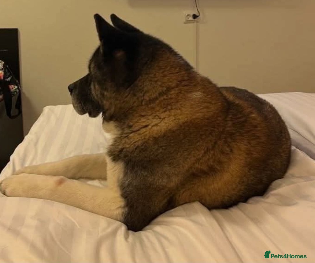 Akita dogs for sale: Akita pup (female) - Advert 2