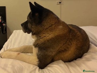 Akita dogs Akita pup (female) - Advert 1