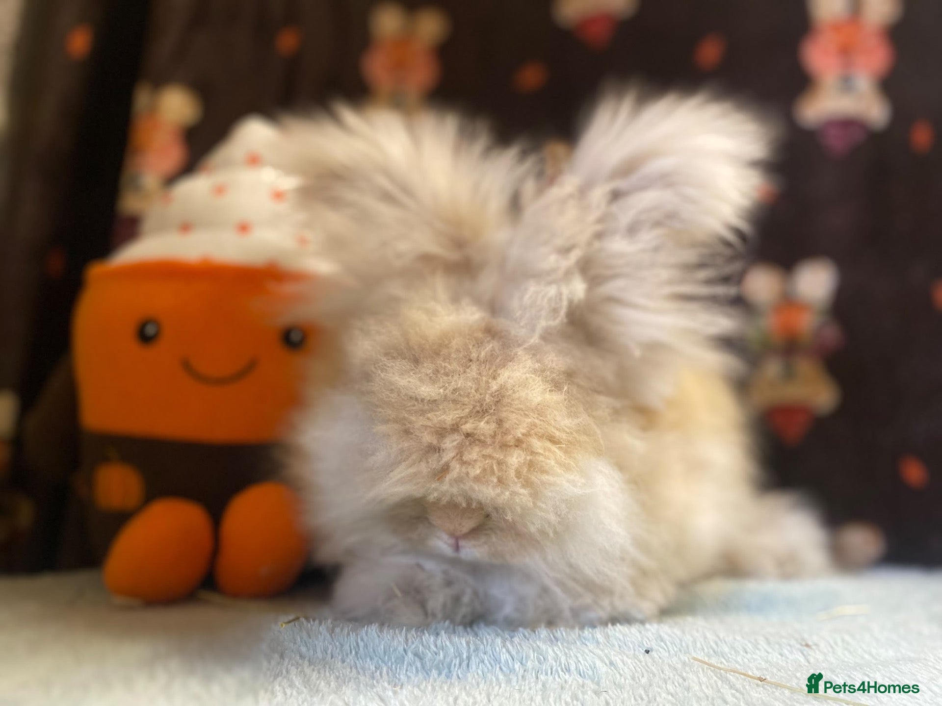Mini Lop rabbits English angora boys - Advert 1