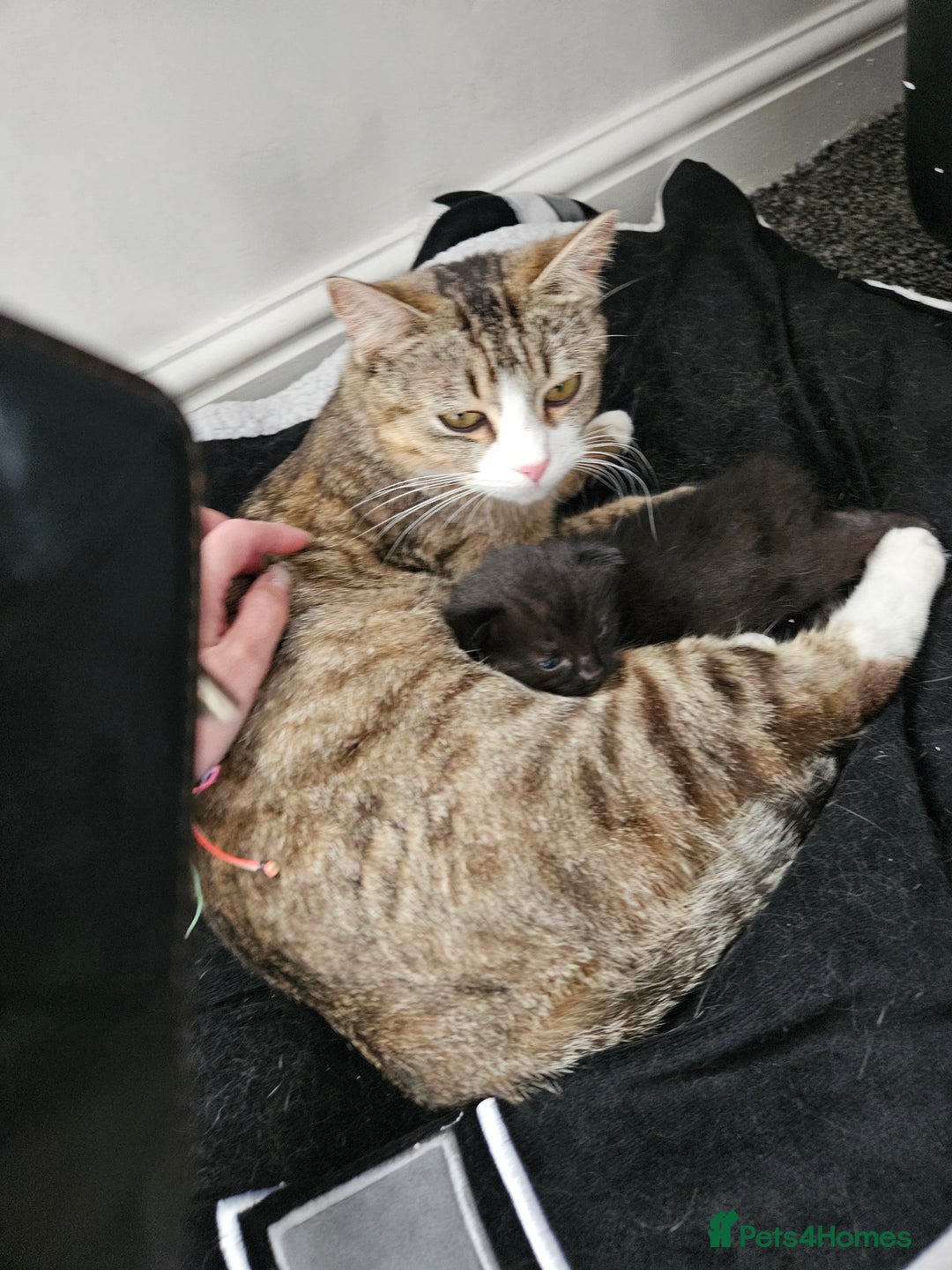 Mixed Breed cats for sale: Rehoming my beautiful boy - Advert 3