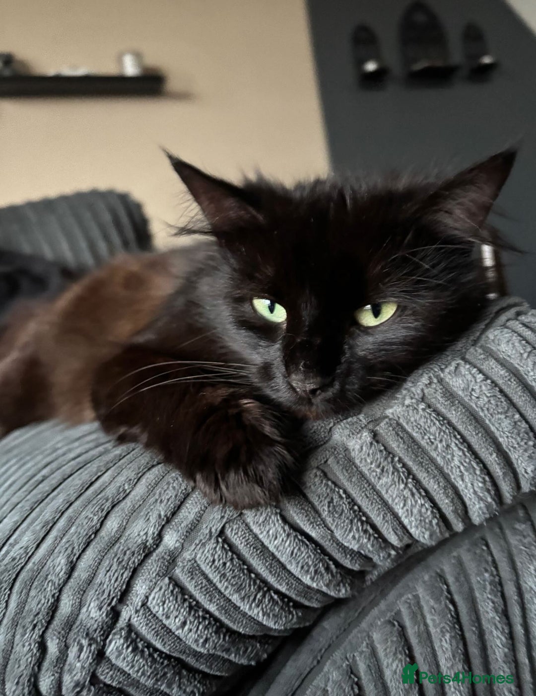 Siberian cats for sale: Black fluffy Siberian mix - Image 1