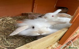 Mini Lion Lop rabbits for sale: Baby male rabbits ready now  - Image 1