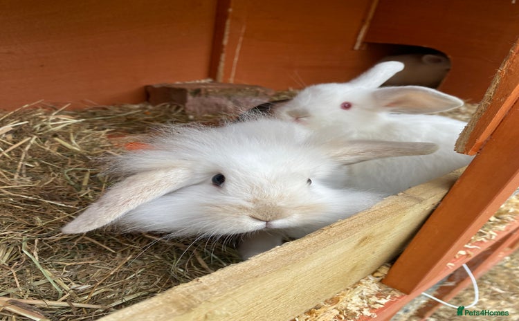 Mini Lion Lop rabbits - Advert 2