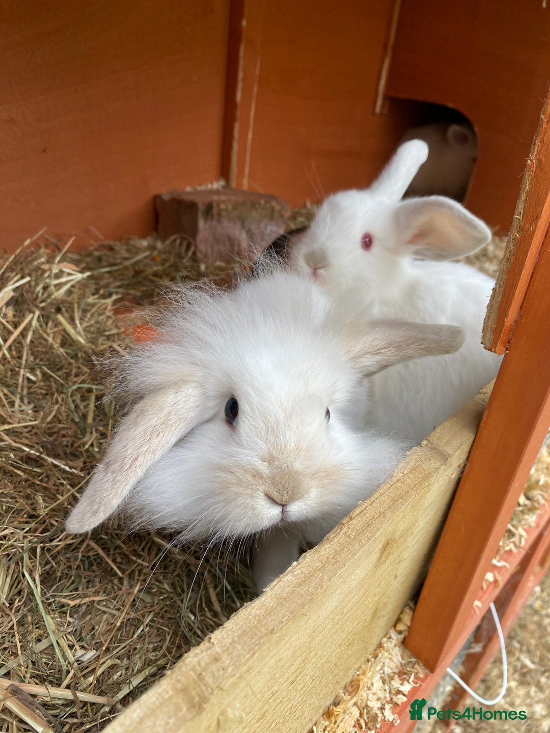 Mini Lion Lop rabbits for sale: Baby male rabbits ready now  - Image 1